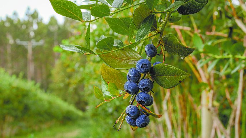 Blueberry plantation with a blueberry in a leaf southern chile