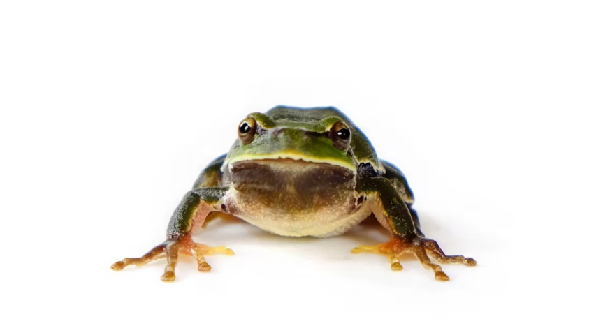 Macho de Rana de San Antonio oriental (Hyla orientalis). Chernóbil (Ucrania), 2018.