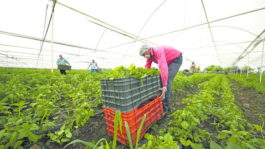 El déficit de mano de obra afecta a todas las entidades productoras de alimentos. Foto: Especial