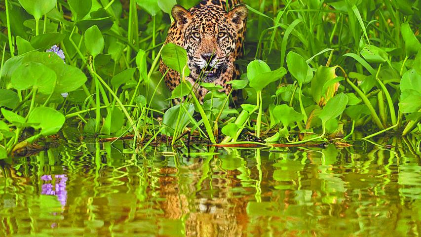 Fuerza. El jaguar es considerado un depredador ápice.