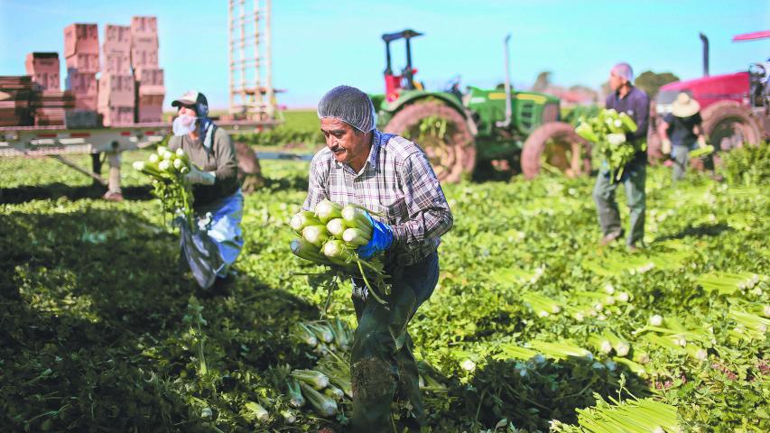 En el sector agropecuario16.6% de la mano de obra es de mexicanos migrantes.