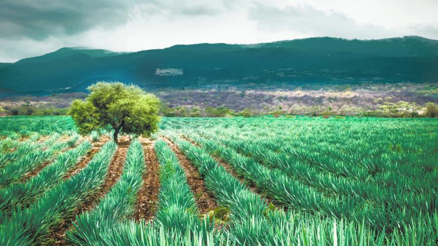 Agave Plantation