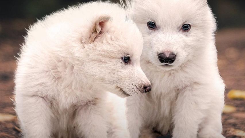 Rómulo y Remo, cachorros de lobo huargo, una especie extinguida hace miles de años recuperada ahora por la biotecnologíaREMITIDA / HANDOUT por COLOSSAL BIOSCIENCESFotografía remitida a medios de comunicación exclusivamente para ilustrar la noticia a la que hace referencia la imagen, y citando la procedencia de la imagen en la firma08/4/2025