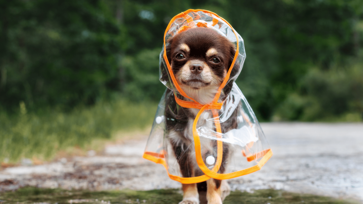 ¡Lluvias y cuidados especiales para tu perro! 10 claves para proteger a tu  mascota