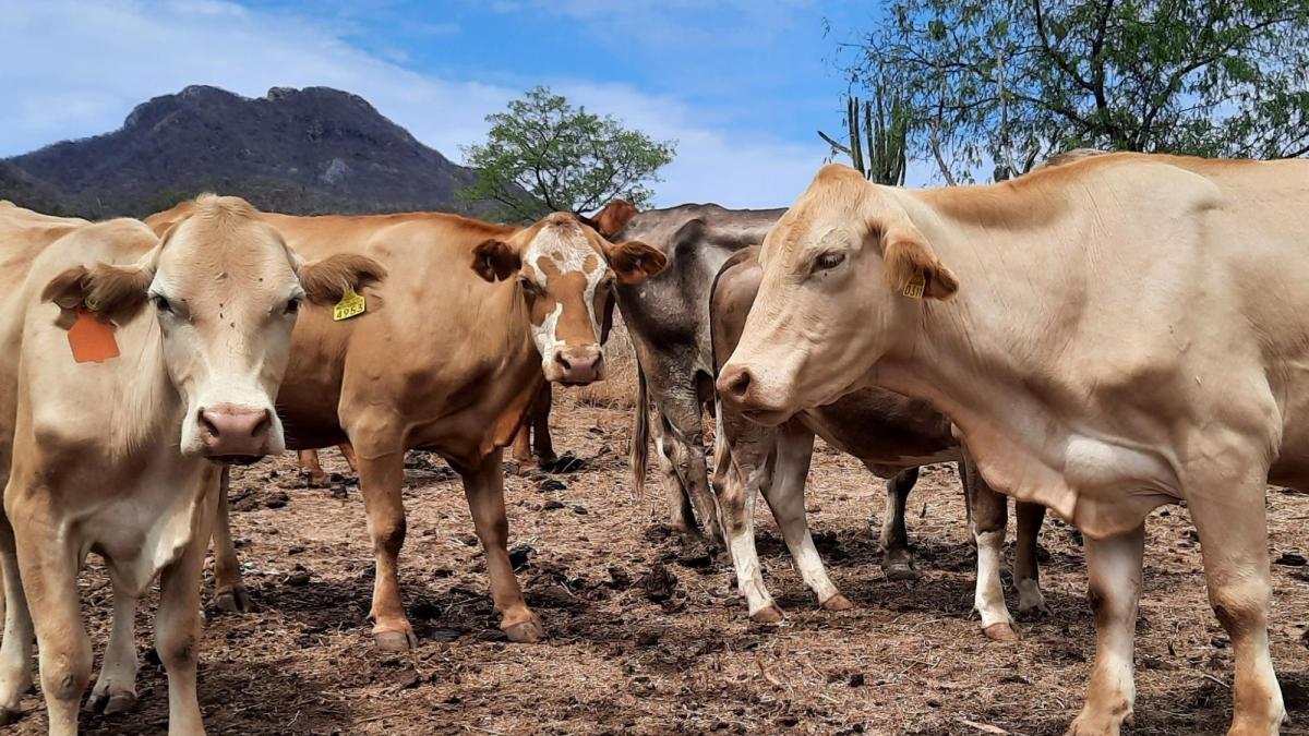 Nuevo acuerdo para frenar al gusano barrenador en Tamaulipas y Veracruz
