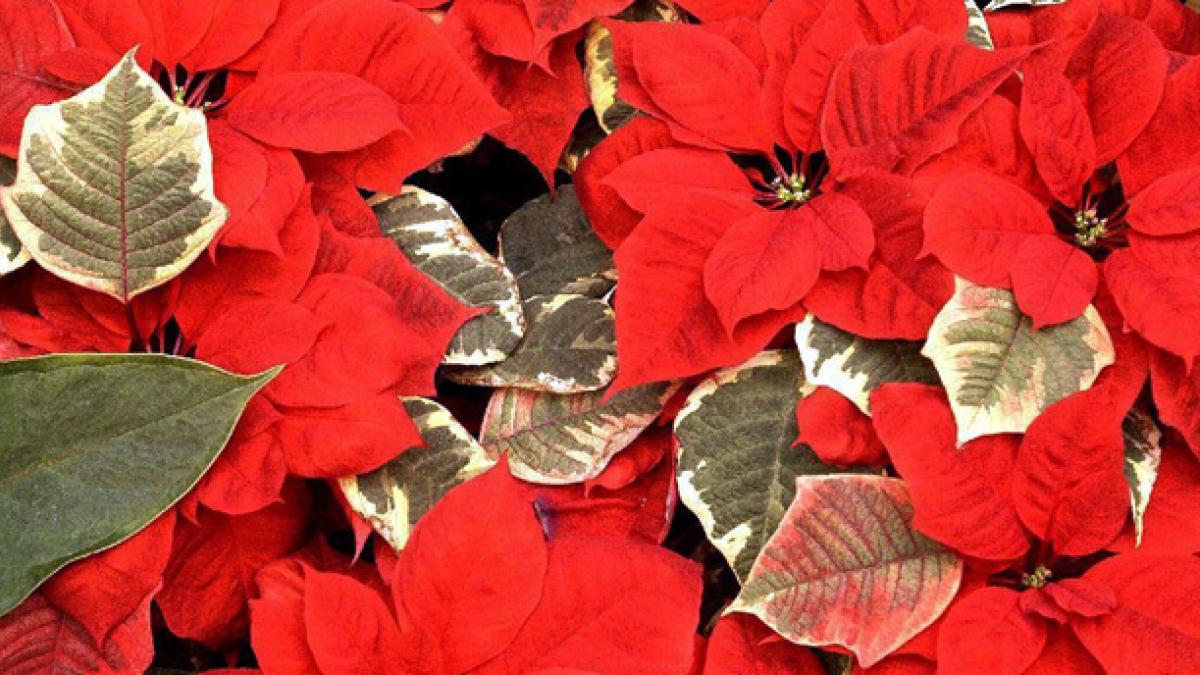 ¿Son comestibles las nochebuenas? Mitos y realidades de la flor de la temporada