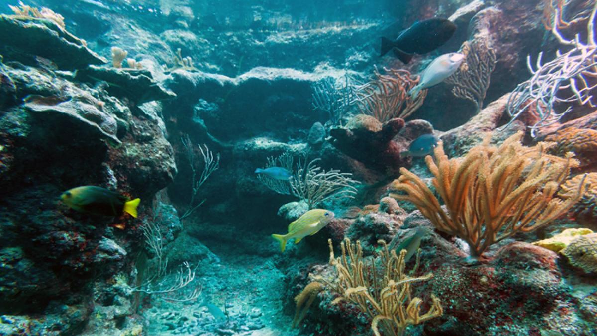 La mitad de los arrecifes de coral del mundo sufrieron por una ola de calor hace una década