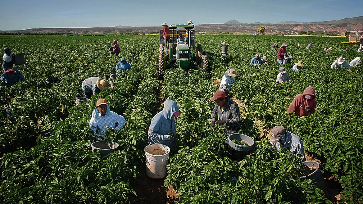 Campo y construcción, los sectores en donde más pesan los latinos en Estados Unidos