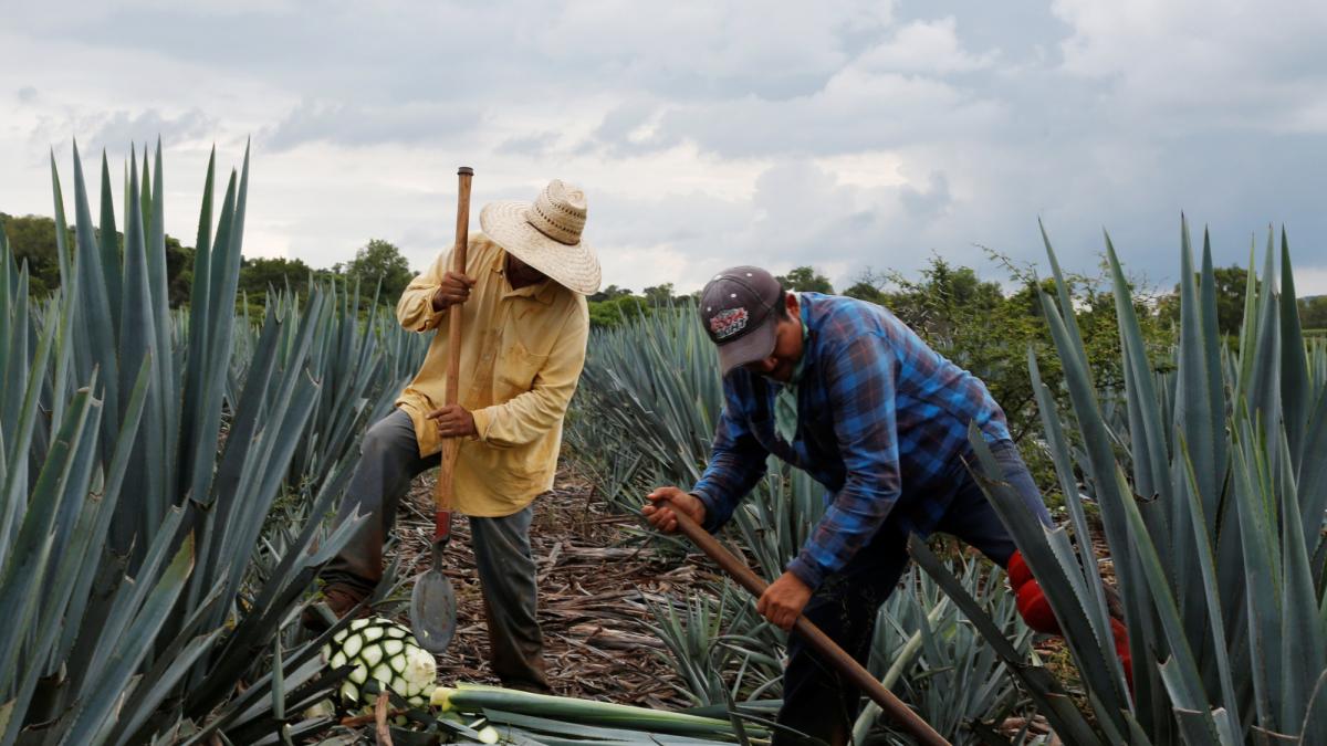 Certificación ARS supera 200,000 toneladas de agave comercializado sin intermediarios