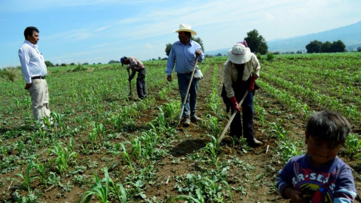 Jalisco Agrifood Council promotes traditional crops by Chia