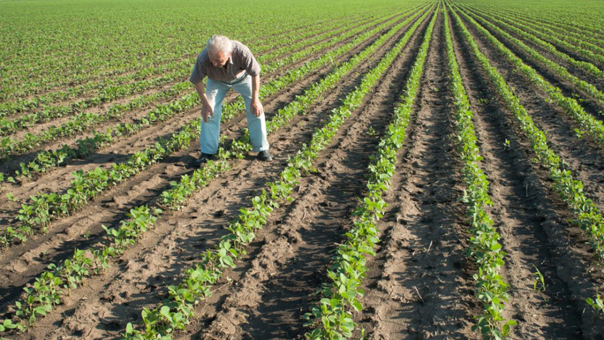 Soya cae a mínimos de siete semanas