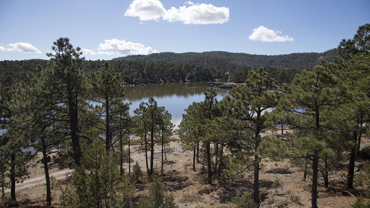El hombre y los bosques, íntimamente ligados, para bien y para mal