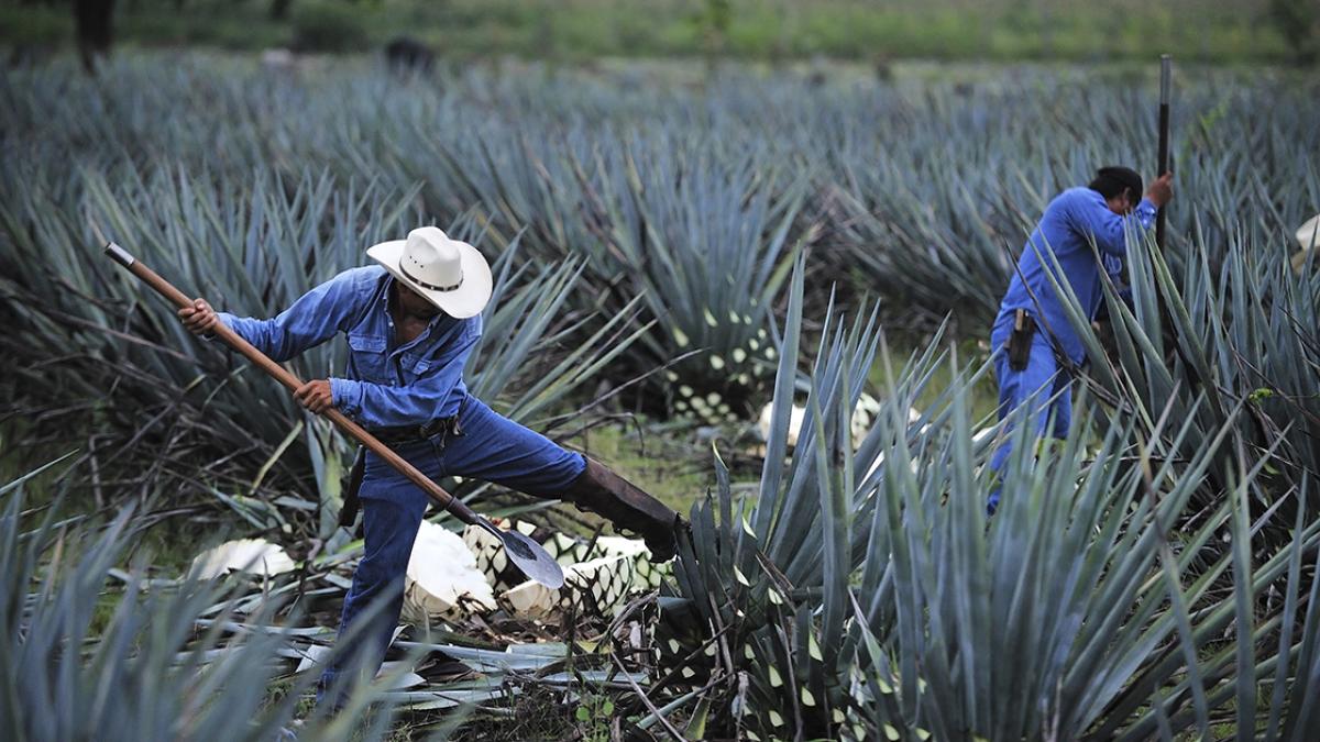 Tequila Sauza invertirá 70 millones de dólares en Jalisco para modernización y sostenibilidad