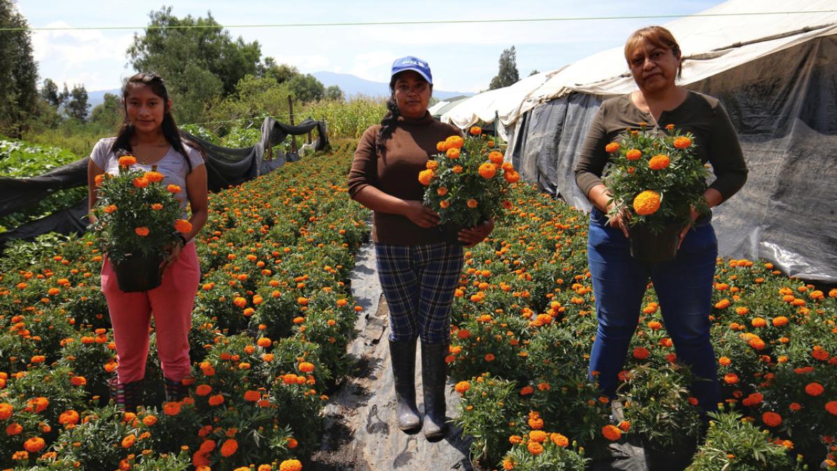 Negocios florecen con la venta de cempasúchil en Día de Muertos