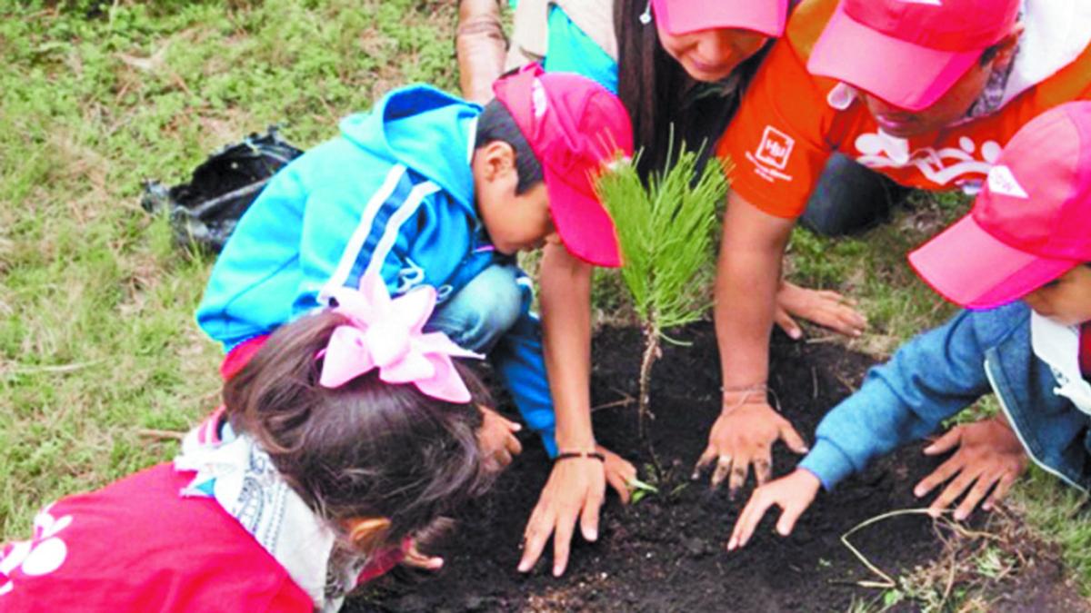 ¿Qué hacer con tu árbol de Navidad? Opciones para reciclar, reutilizar o transformar tu pino natural