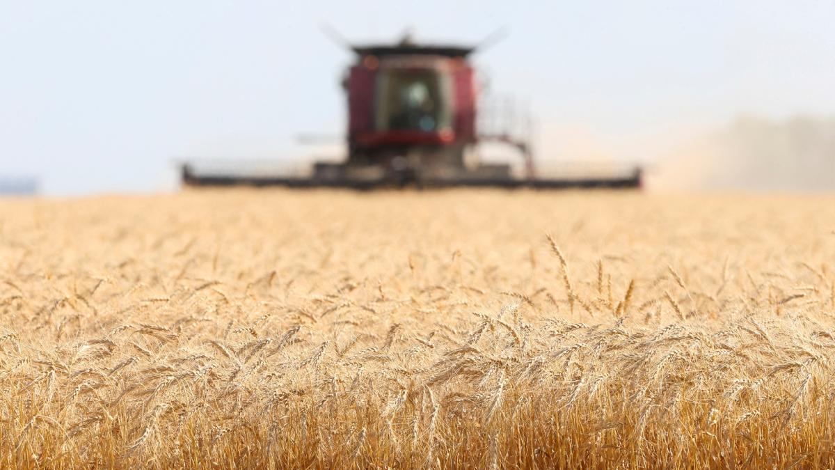 El trigo lidera alza de los cereales, ataques rusos presionan el precio