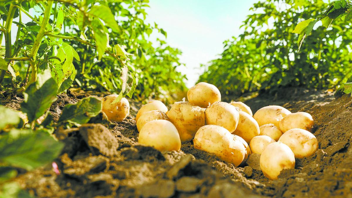Tipos de papa en México: cuáles son y por qué no todas sirven para lo mismo