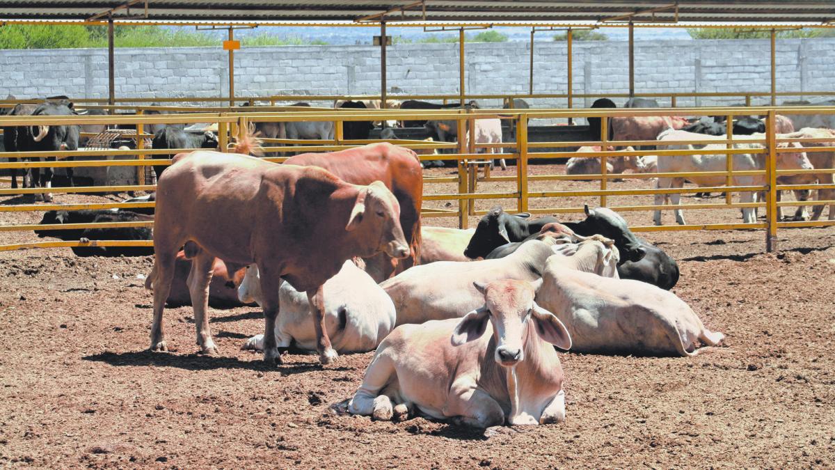 Ganaderos queretanos advierte sobre escasez de insumos ante sequía