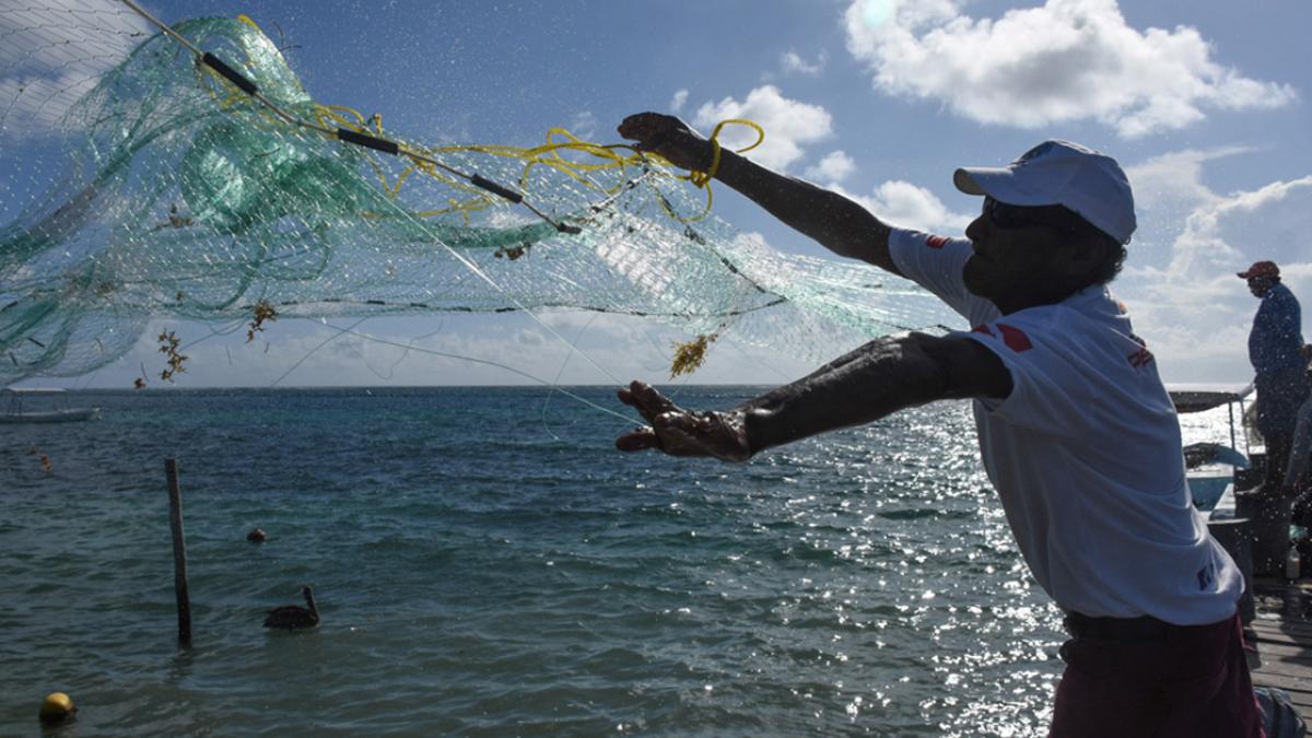 La FAO busca revertir sobreexplotación pesquera y degradación marina en  Quintana Roo
