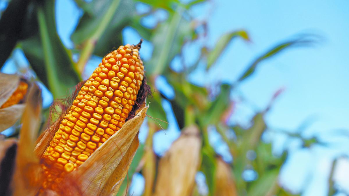 México aumenta dependencia de maíz importado