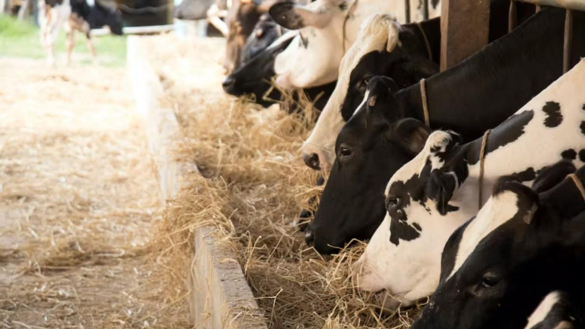Cómo reducir el consumo de agua de la ganadería