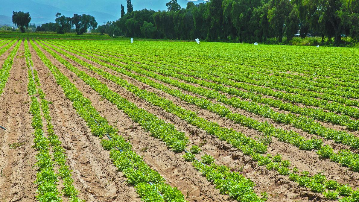 En Puebla, 20% de hectáreas genera baja producción