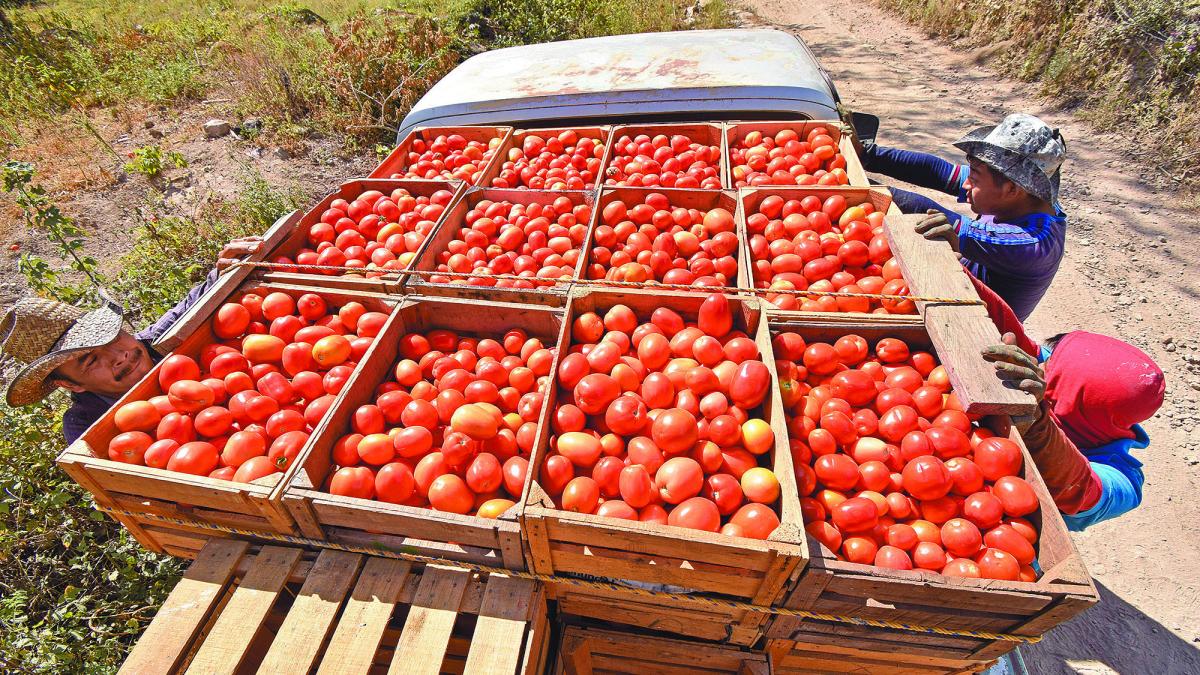 Jitomate, papa y tomate verde: los alimentos que más encarecieron la vida en febrero