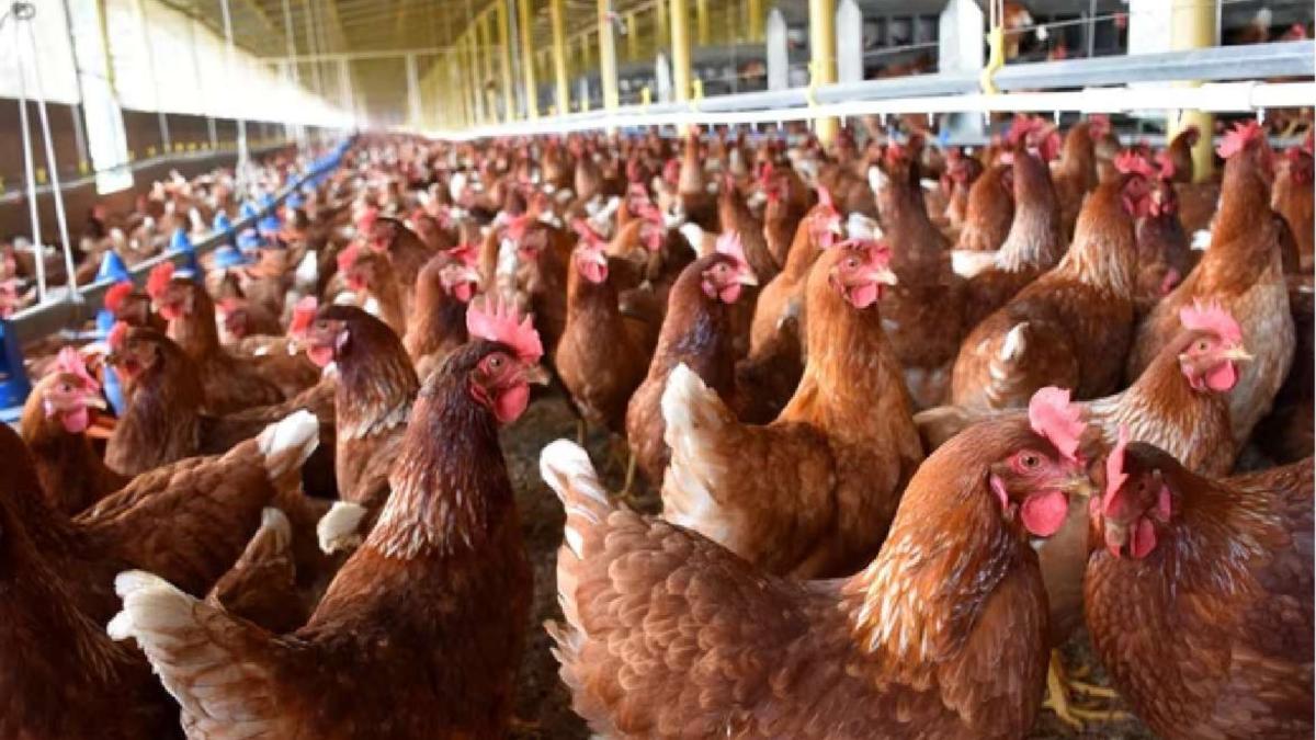 Sector avícola mexicano ve recuperación tras ciclo de sobreoferta y precios bajos