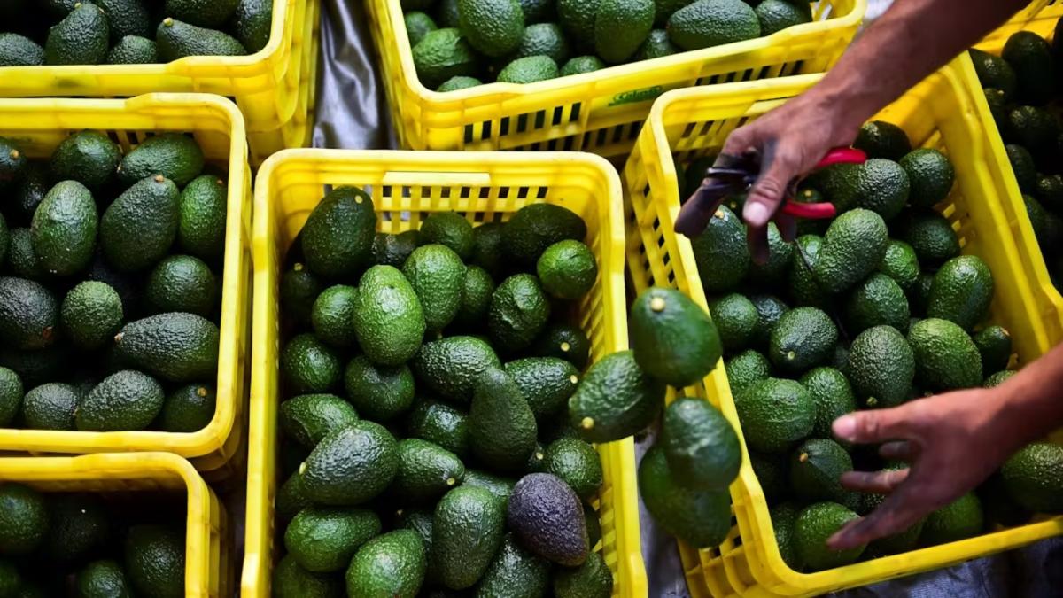 Hay preocupaciones sobre aguacate y frutos rojos por deforestación y cumplimiento del T-MEC: Sheinbaum