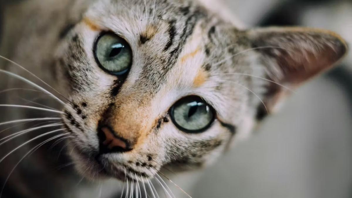 Alimento húmedo concentra 25% del mercado de comida para gatos en México