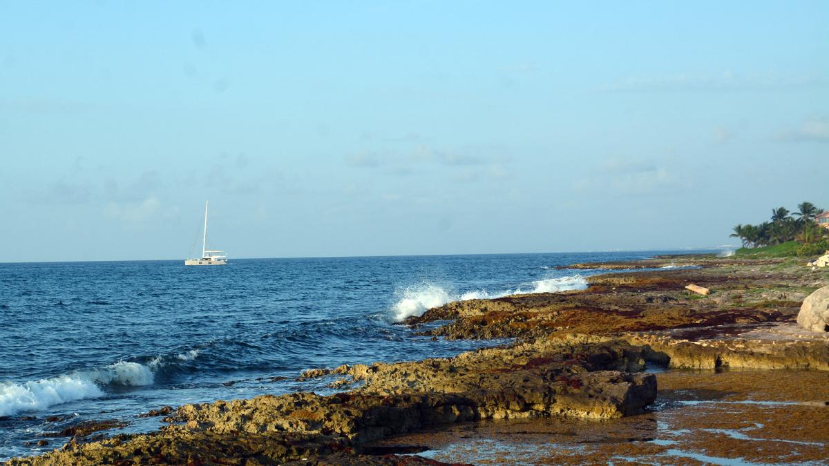 Naviera Royal Caribbean se suma a labores contra el sargazo