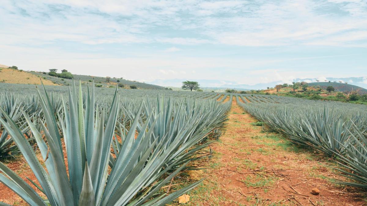 Tequila obtiene reconocimiento y protección en Emiratos Árabes Unidos