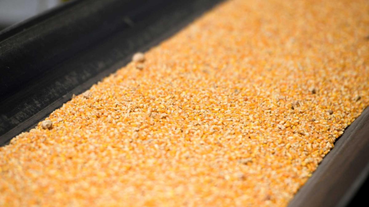 Corn reaches its highest level since June