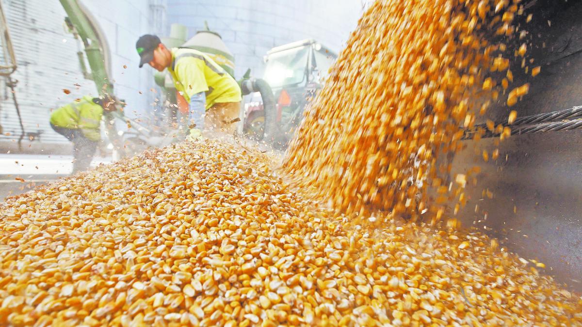 Trigo, maíz y soya suben en la Bolsa de Chicago