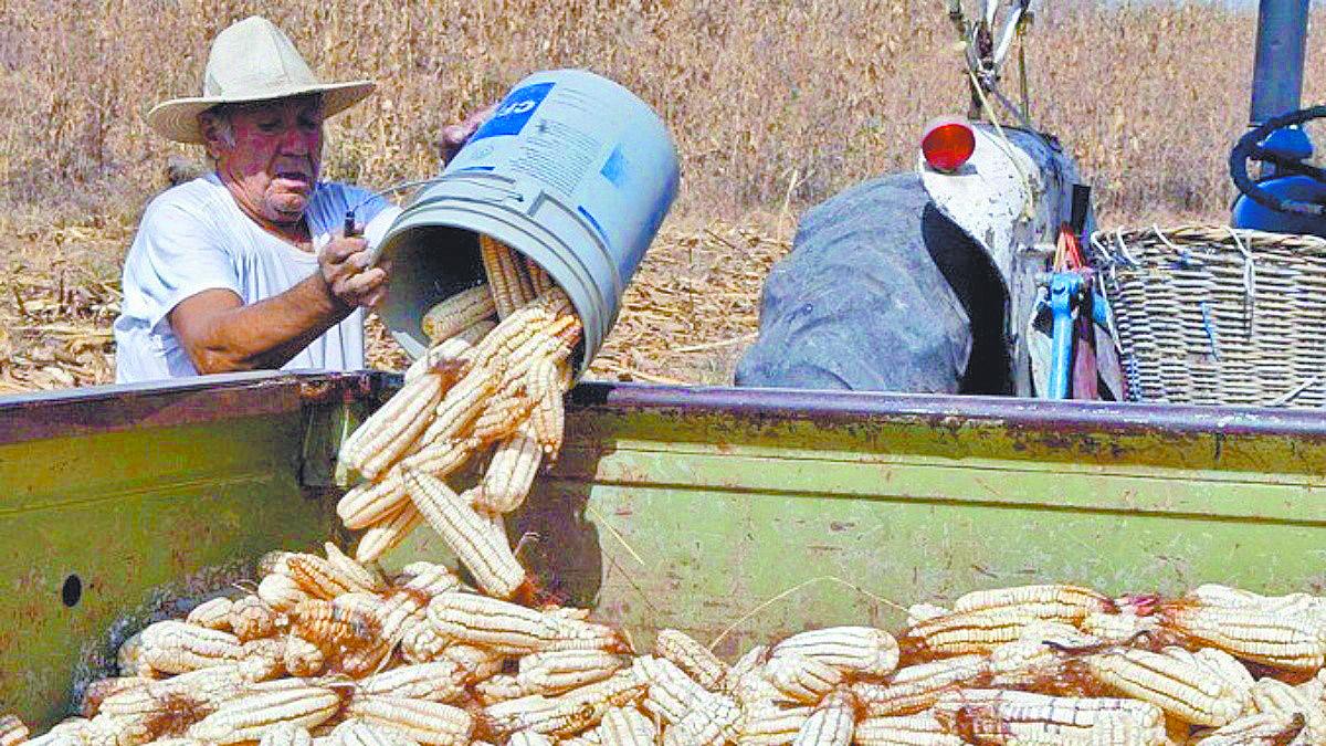 Agricultura anuncia la dispersión de 1,151 millones de pesos a productores de maíz blanco