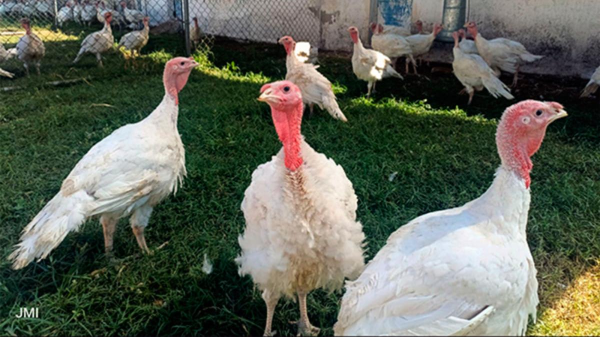 Why is turkey consumption low in Mexico?