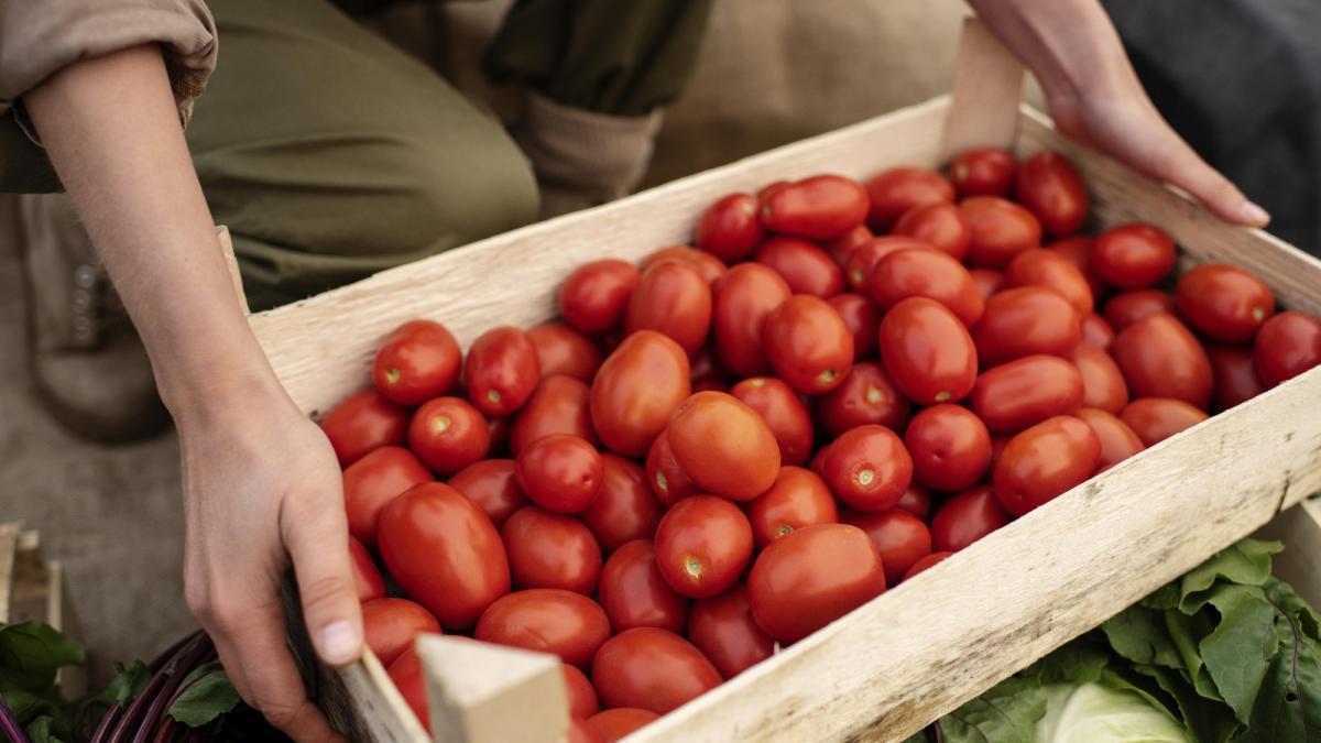 Jitomate, por las nubes: precio tiene mayor alza en 15 años, ¿cómo impacta a tu bolsillo?