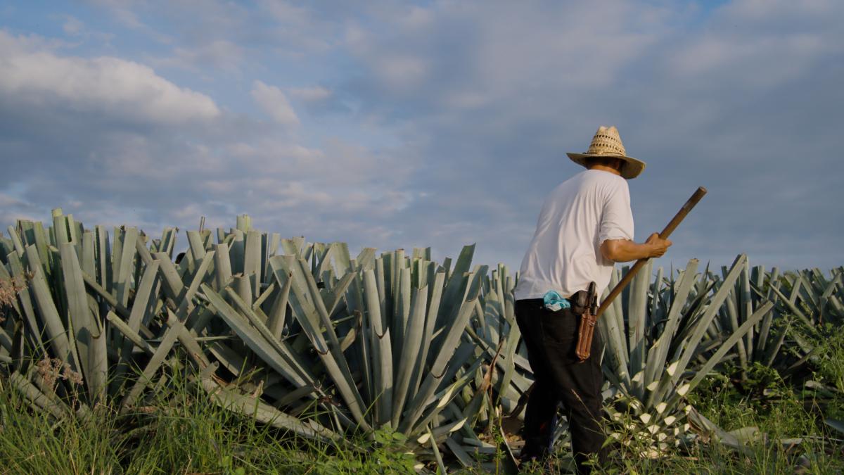 Sobreproducción del agave: el gran desafío de la industria tequilera para  2025