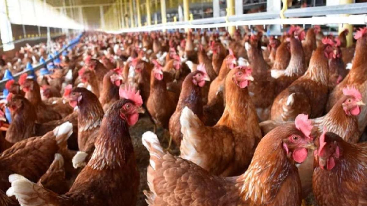 Lleida detecta un caso de gripe aviar, pero el gobierno permite la ingesta de carne y huevos