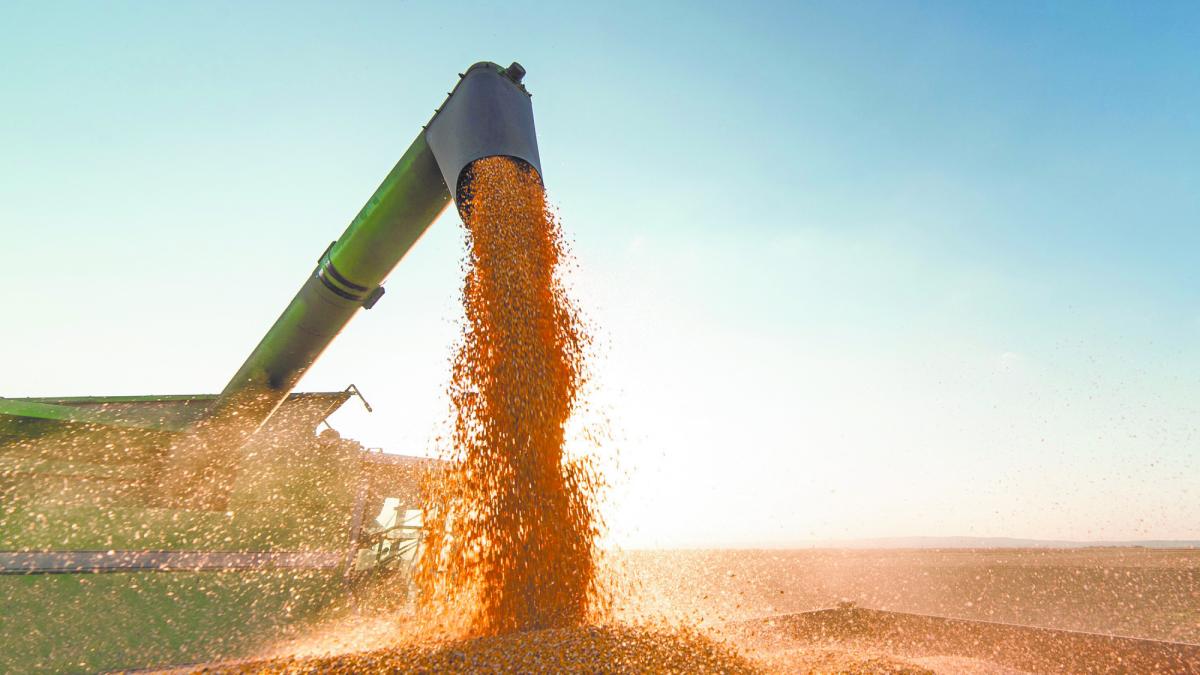 Cereales suben en Chicago en línea con el petróleo