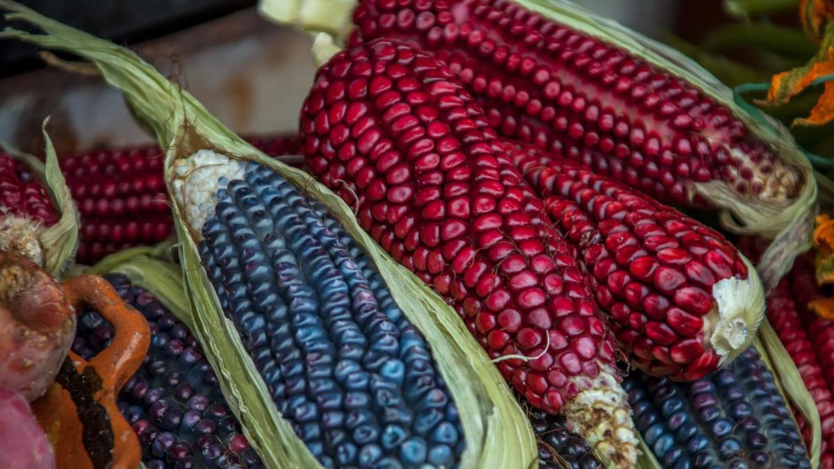 México profundiza su dependencia alimentaria: granos y oleaginosas solo cubren 44% del consumo