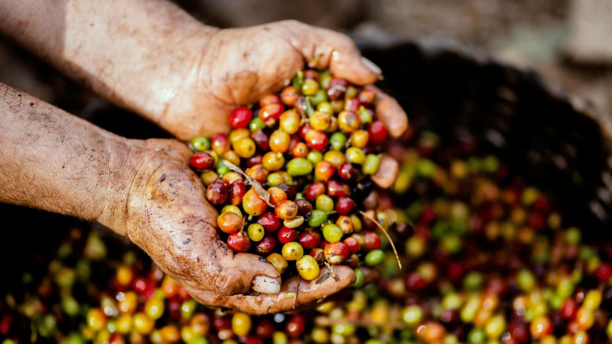 Claves para entender la Ley del Café aprobada por el Senado