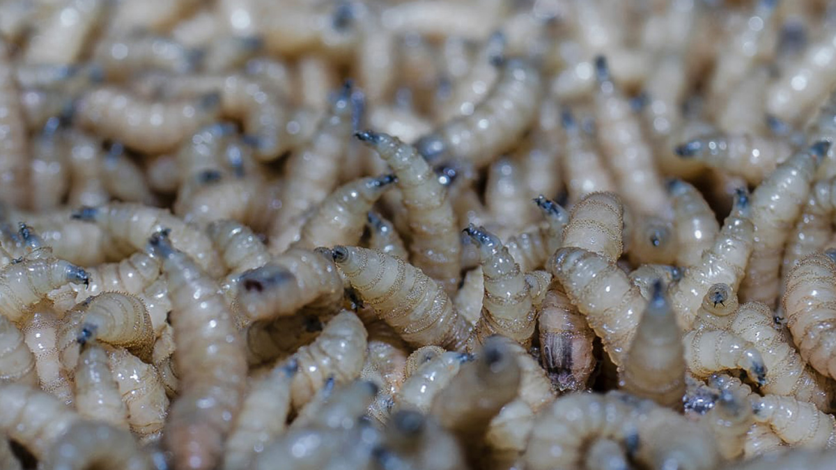 Jalisco reporta seis casos activos de Gusano Barrenador del Ganado