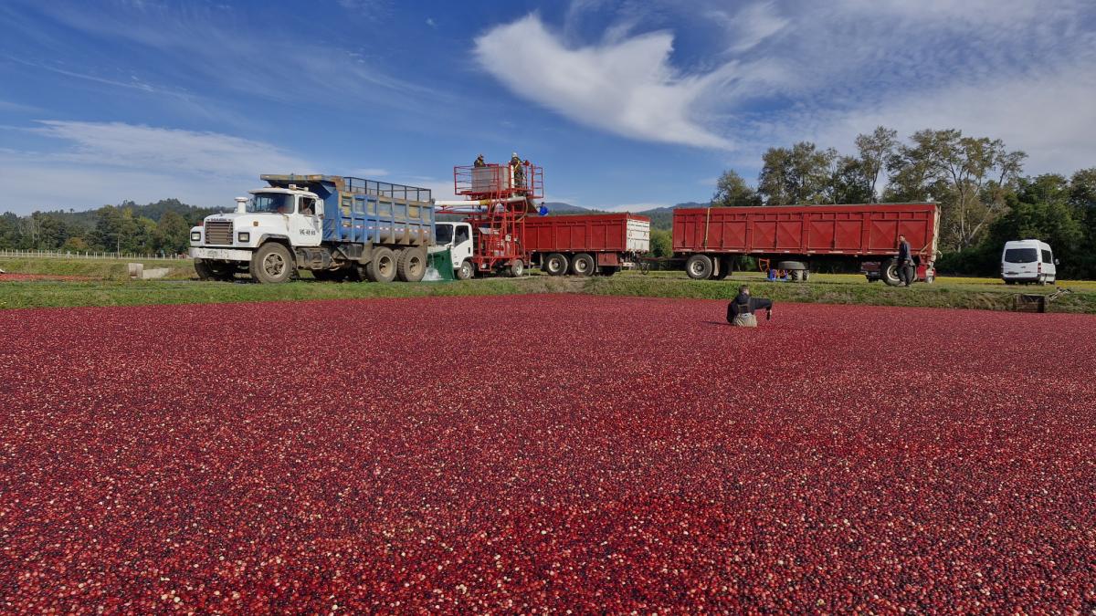 La cosecha de arándanos más grande del mundo florece en Chile