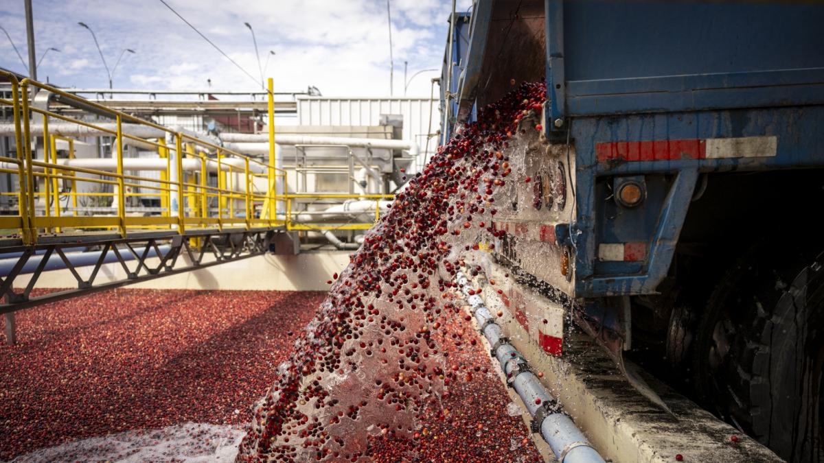 La cosecha de arándanos más grande del mundo florece en Chile