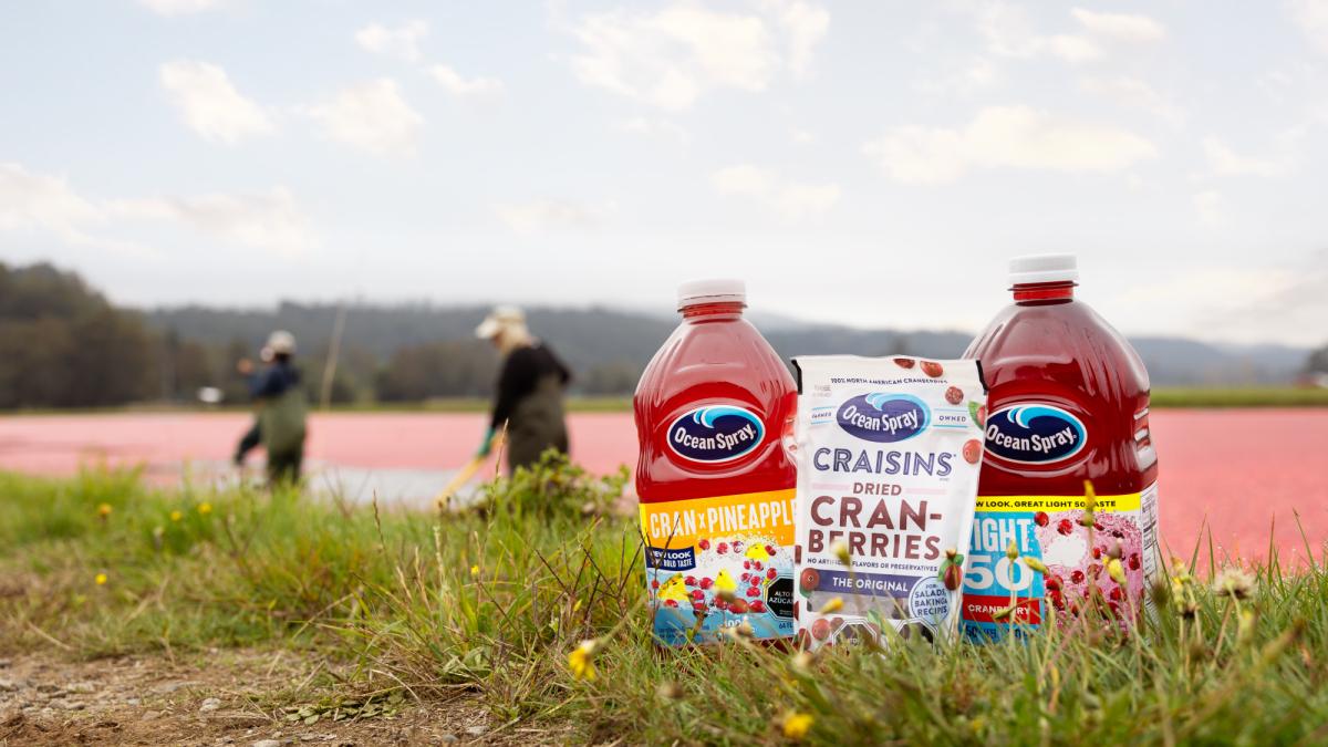 La cosecha de arándanos más grande del mundo florece en Chile