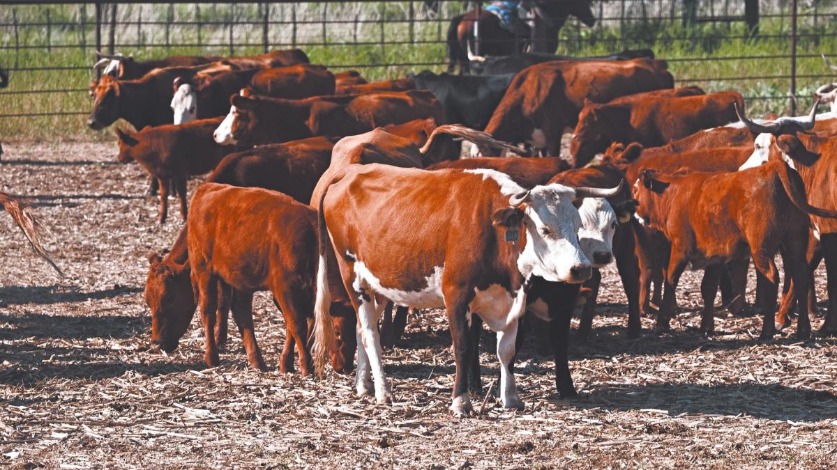 Tyson Foods no tiene fecha para reabrir exportaciones de carne de res a México por gusano barrenador