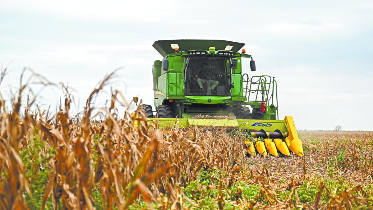 Trigo se recupera gracias a cobertura