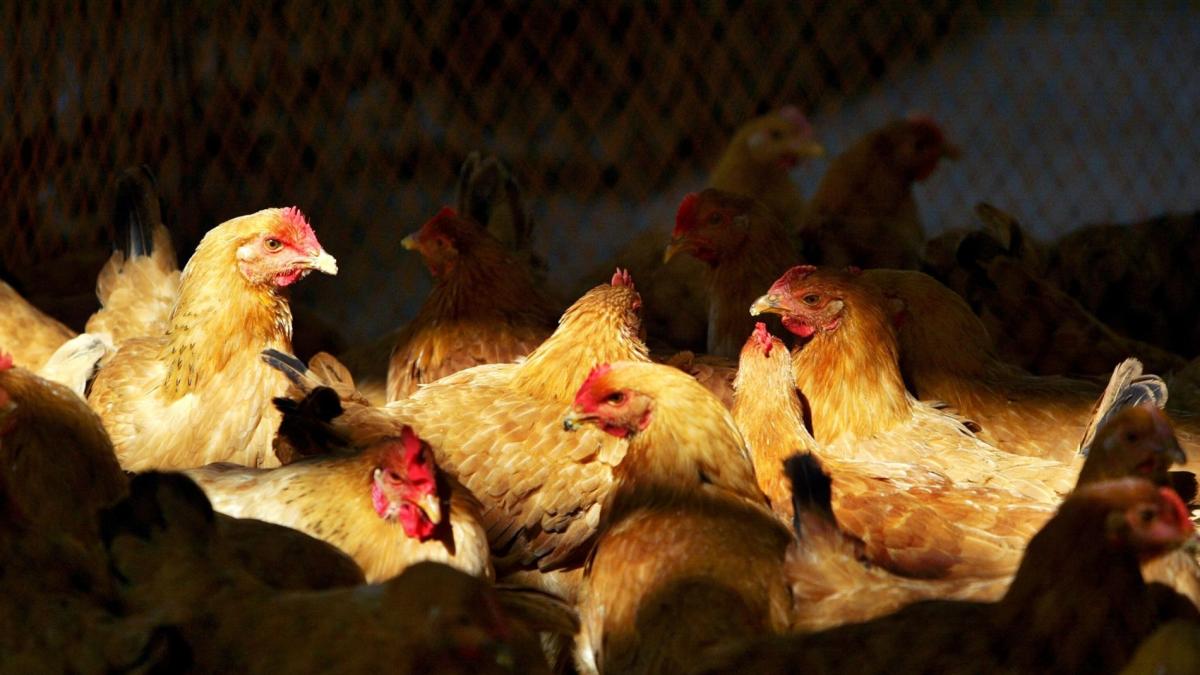 Argentina suspende exportaciones de carne de ave por gripe aviar