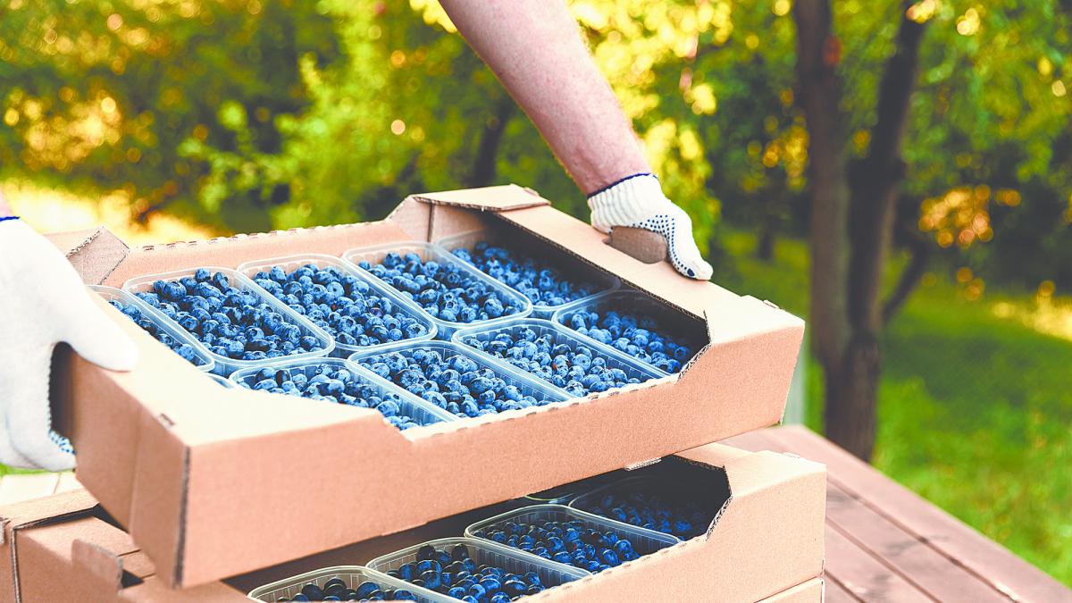 Superficie de producción de berries redujo más de 10,000 hectáreas en cuatro  años